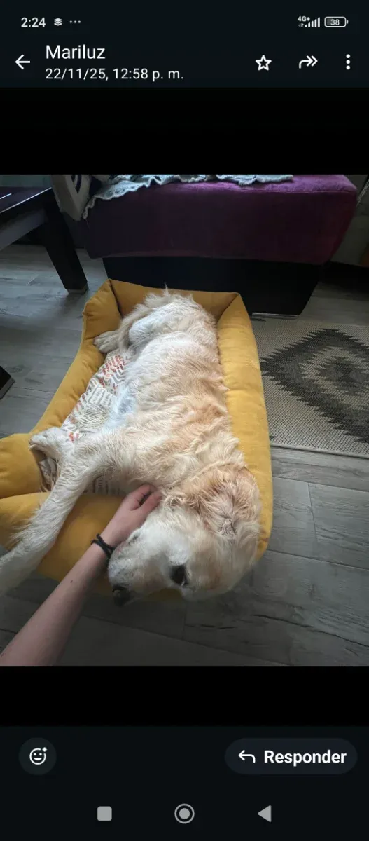 Nueva  XXL tu mascota es grande ?? Pues está es