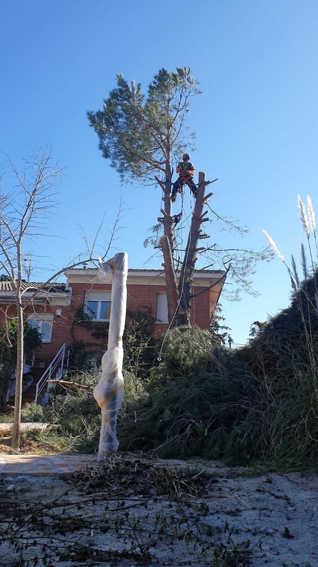 trabajos de poda en altura