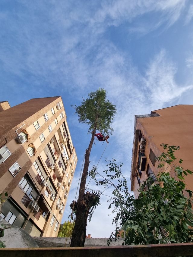 trabajos de poda en altura