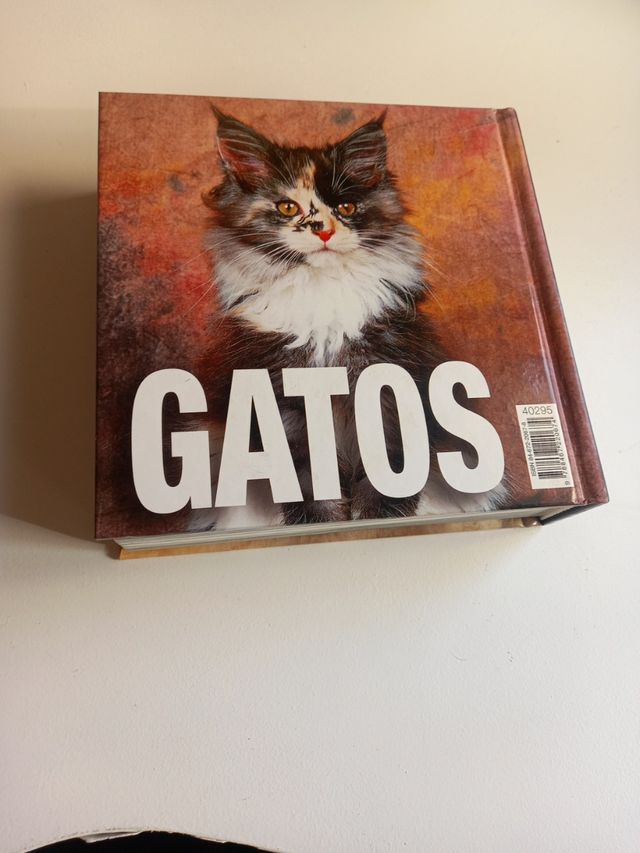 Gatos.