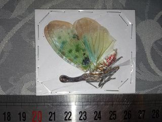 Pyrops Clavata colección entomología