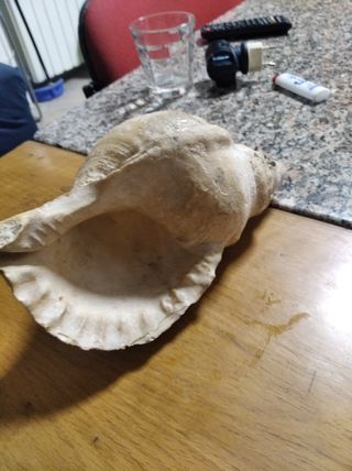 conchiglia gigante costa almeno 1500 euro