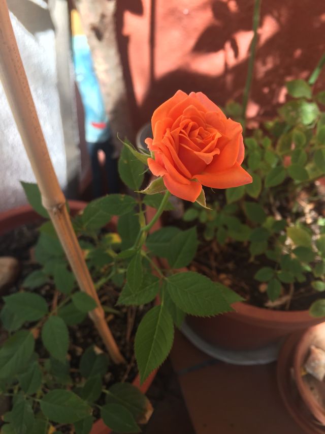 Meditación guiada, en grupo o individual