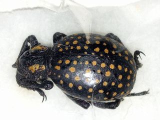 Brachycerus Ornatus colección entomología