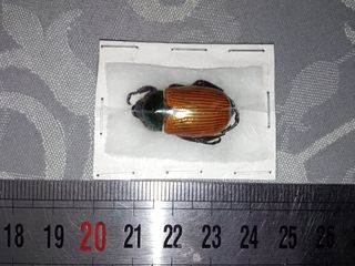 Pelidnota Sanctijacobi colección entomología
