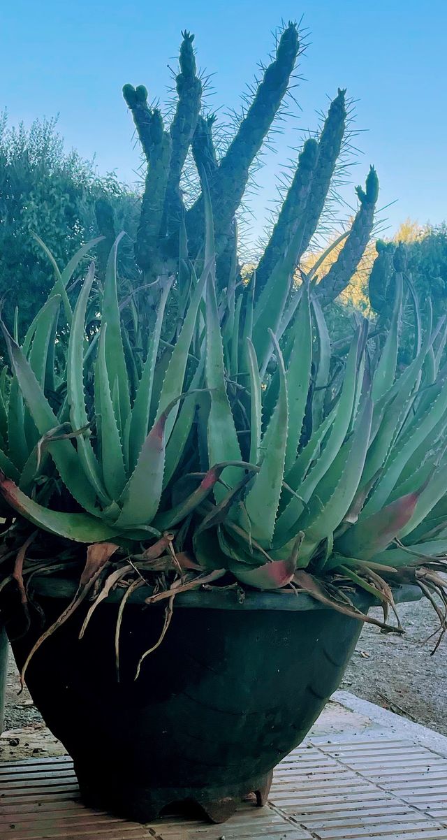 2 maceteros hierro forjado. Precio unidad.