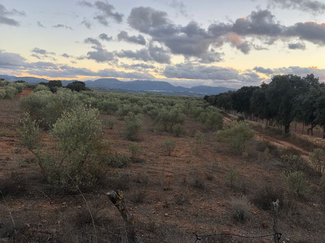 Olivar en Ronda (Parchite)