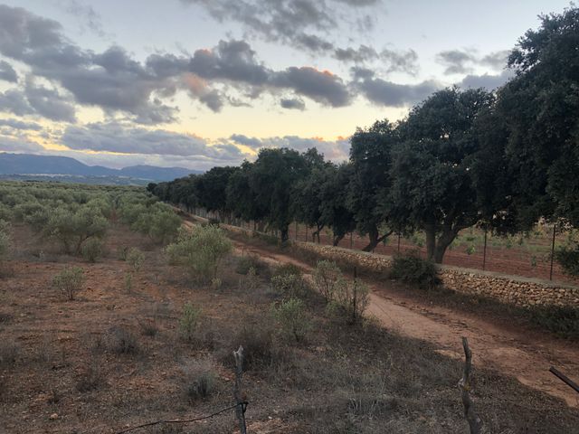 Olivar en Ronda (Parchite)