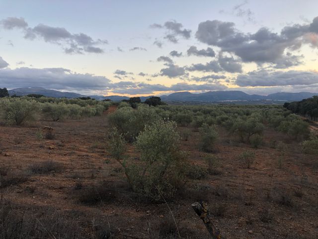 Olivar en Ronda (Parchite)