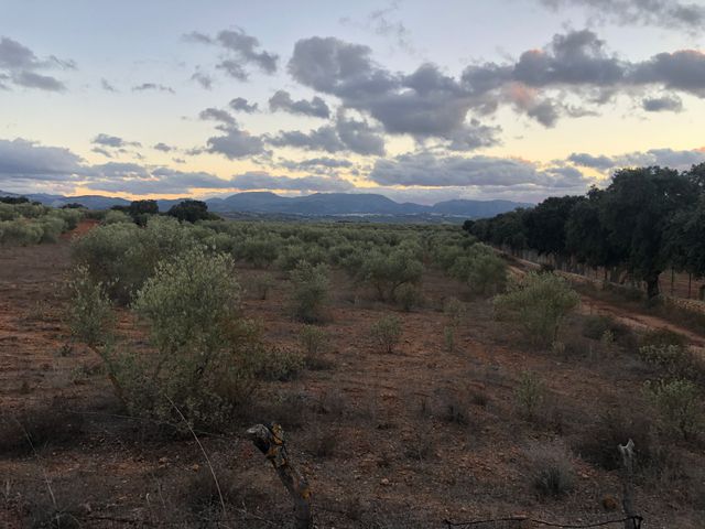 Olivar en Ronda (Parchite)