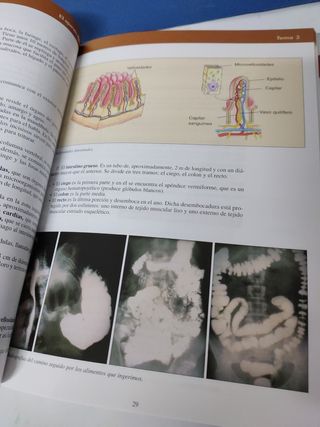 Anatomía y fisiología humanas básicas Akal