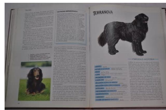 Mis amigos los perros