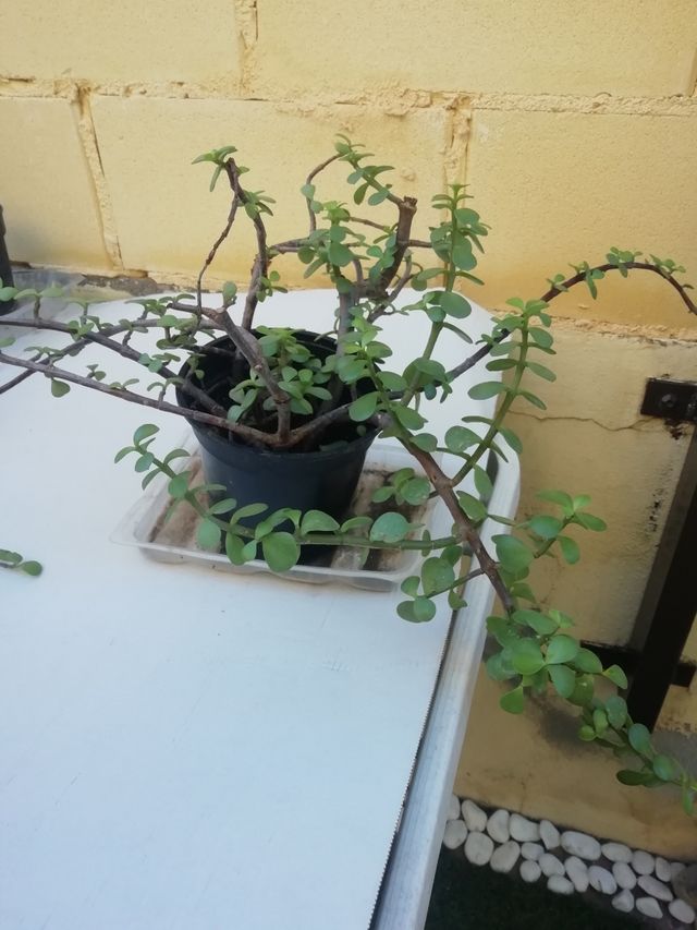 flor de la vida y cinta