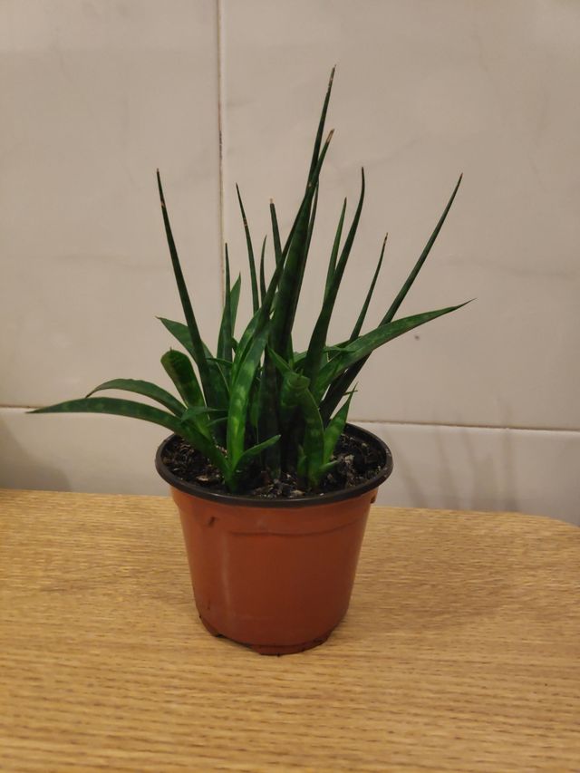 Sansevieria fernwood