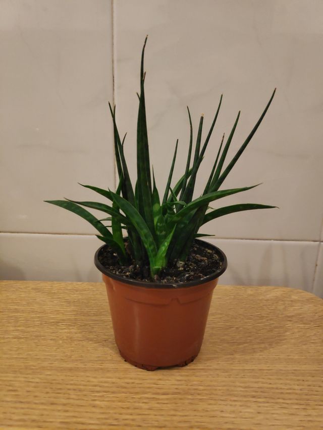 Sansevieria fernwood
