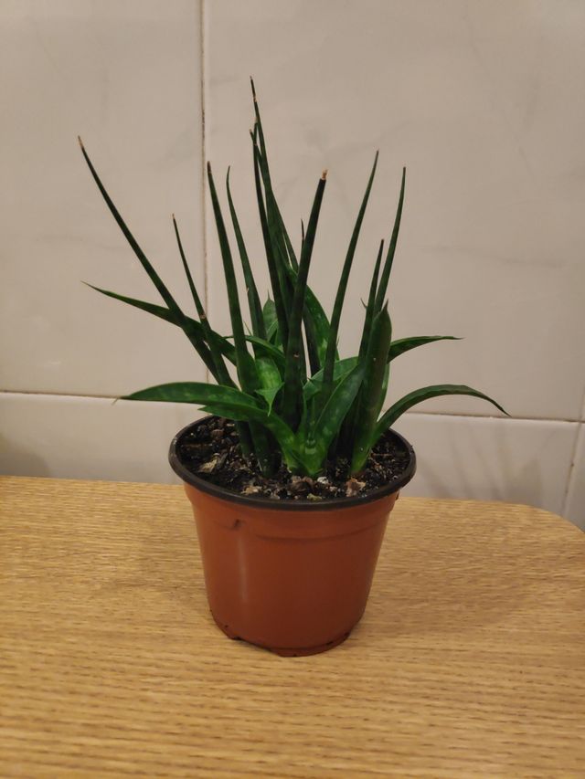 Sansevieria fernwood