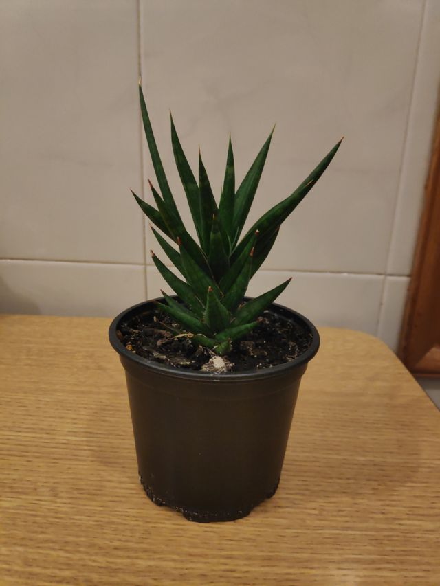 Se vende suculenta, sansevieria