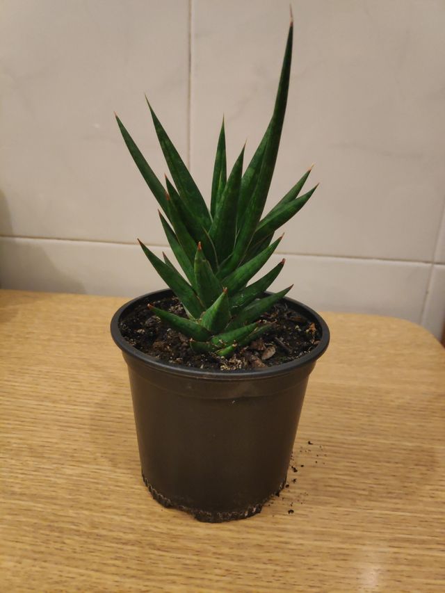 Se vende suculenta, sansevieria