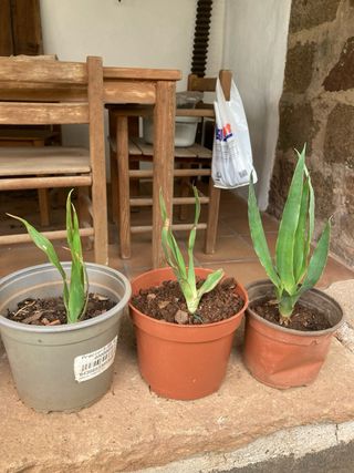 Plantones de Drago / dracaena draco