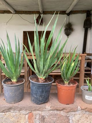 Plantones de Drago / dracaena draco