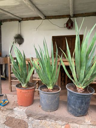 Plantones de Drago / dracaena draco