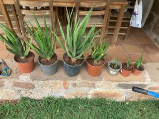 Plantones de Drago / dracaena draco
