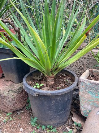 Plantones de Drago / dracaena draco
