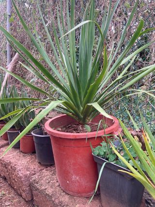 Plantones de Drago / dracaena draco