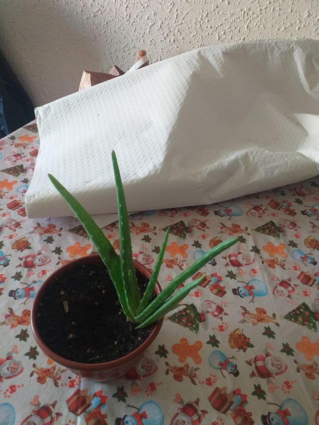 aloe vera