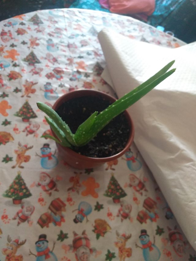 aloe vera