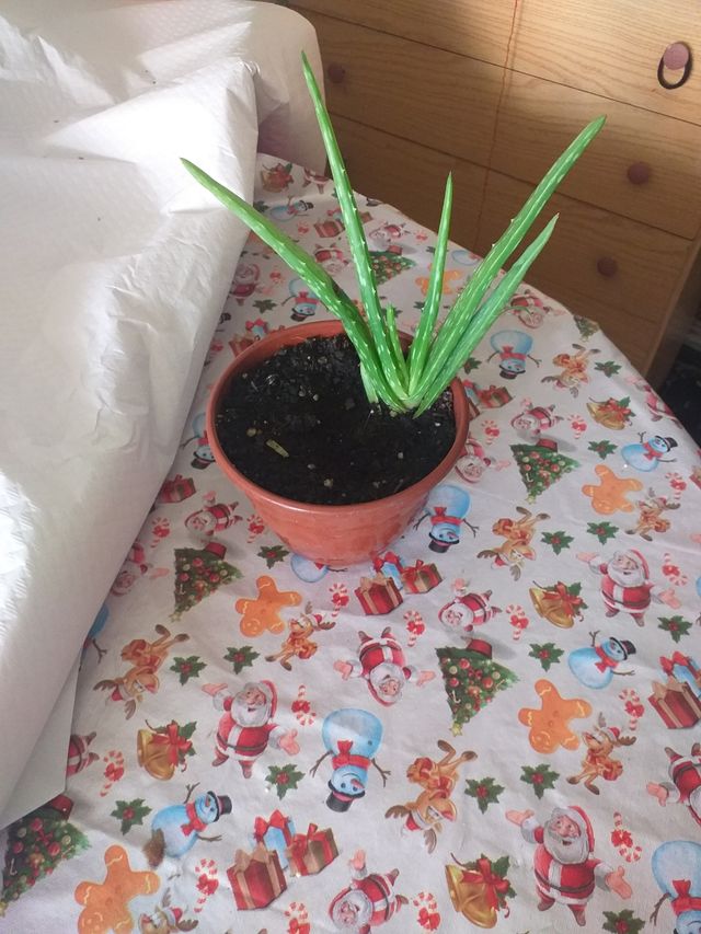 aloe vera