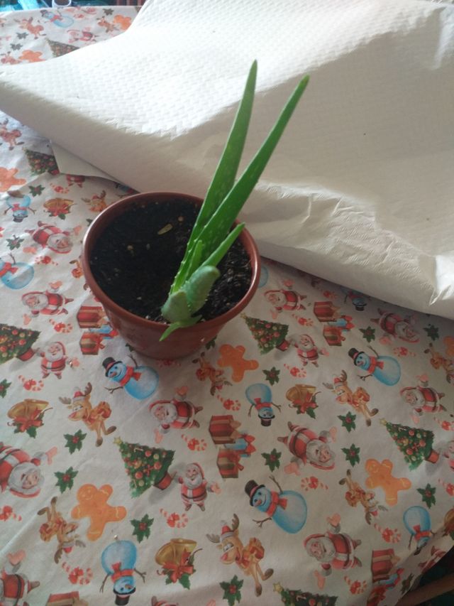 aloe vera