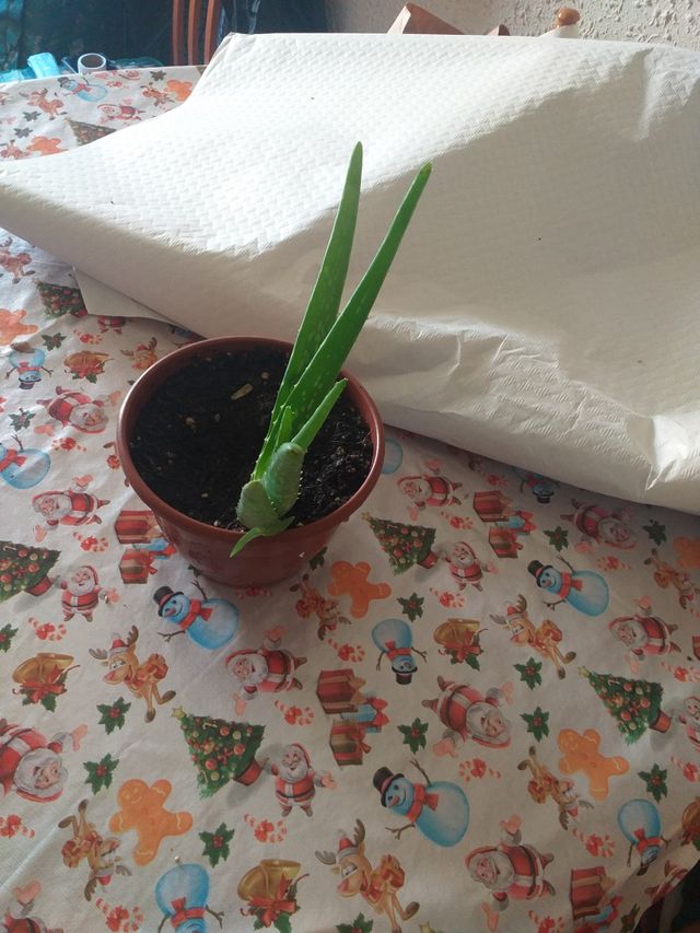 aloe vera