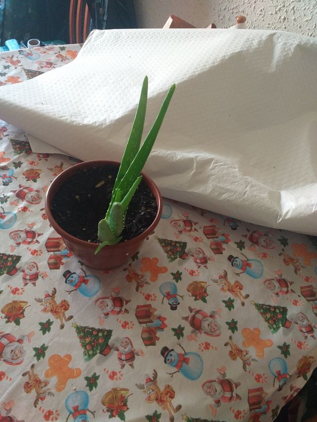 aloe vera