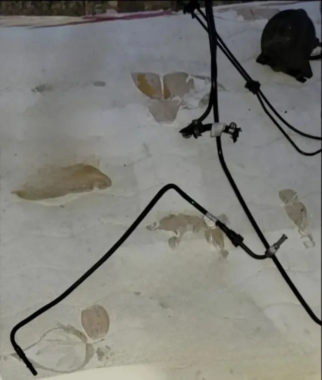 Despiece Lotus Elise s1/s2