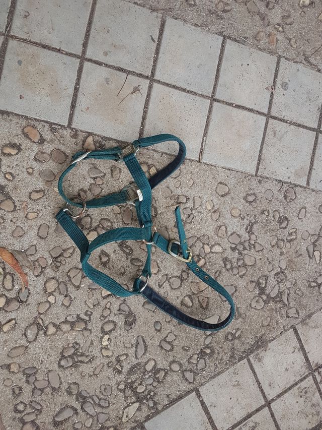 cabezada caballo solo envio