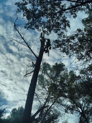 poda en altura