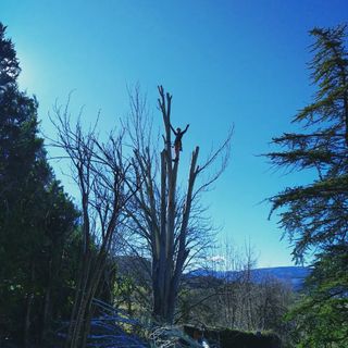 poda en altura