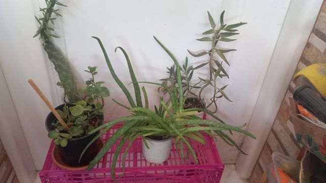 Lote de 4 plantas