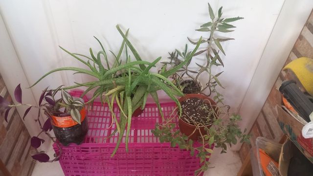 Lote de 4 plantas