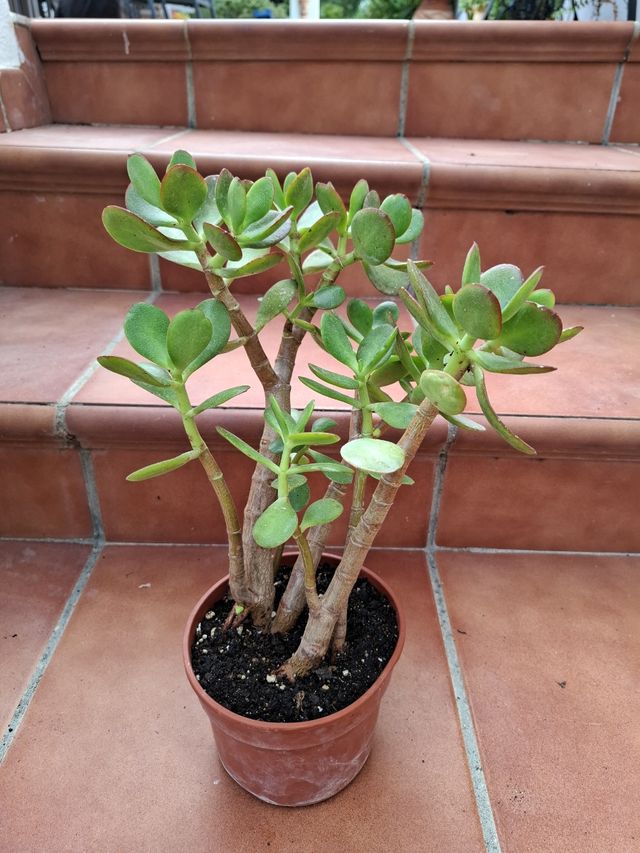 Árbol de Jade