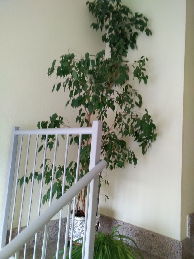 Gran ficus muy alto unos 3 metros