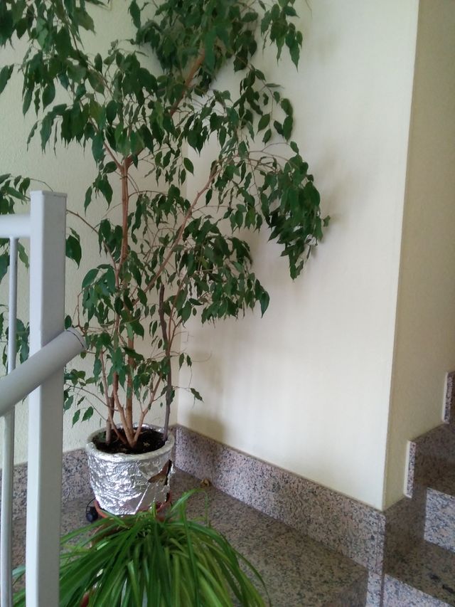 Gran ficus muy alto unos 3 metros