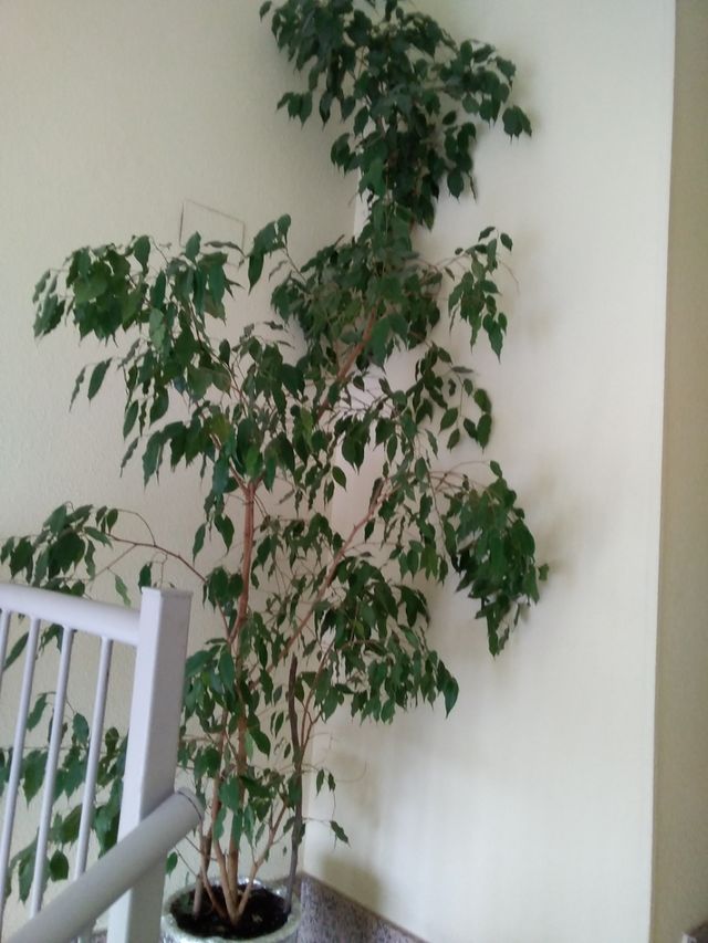 Gran ficus muy alto unos 3 metros