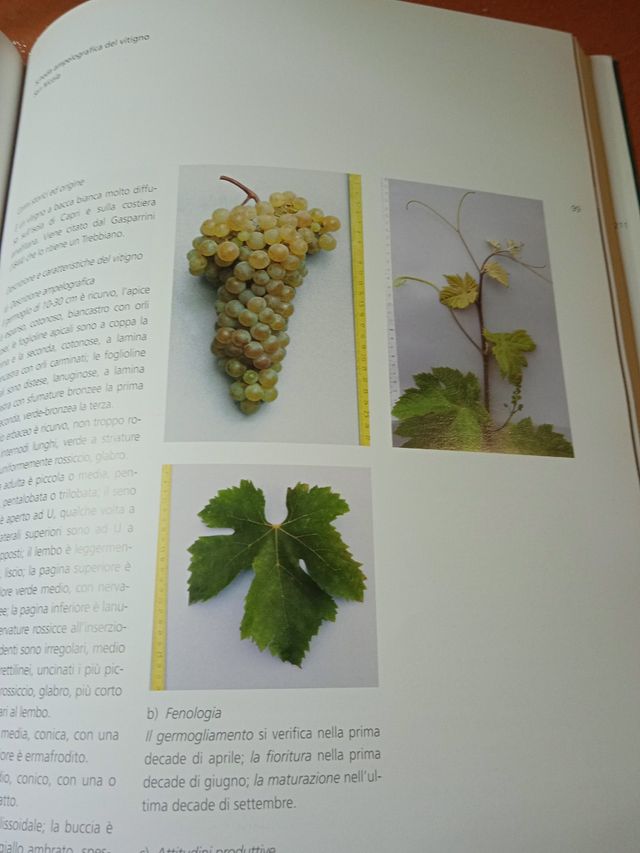 Vini e vitigni della Campania