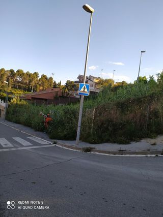 TALA DE ÁRBOLES PALMERAS PARCELA