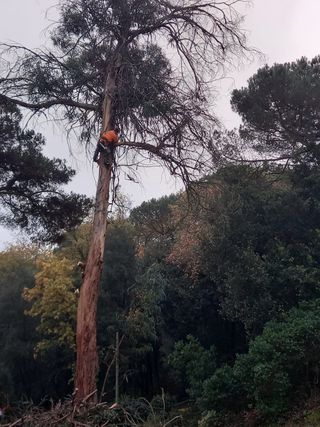 TALA DE ÁRBOLES PALMERAS PARCELA