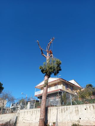 TALA DE ÁRBOLES PALMERAS PARCELA