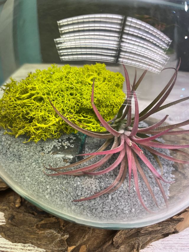 Bol con base de madera .Regalos de navidad