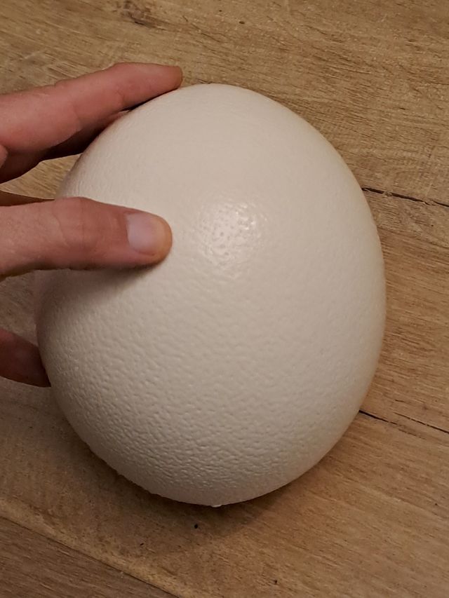 Huevos de Avestruz pintado a mano